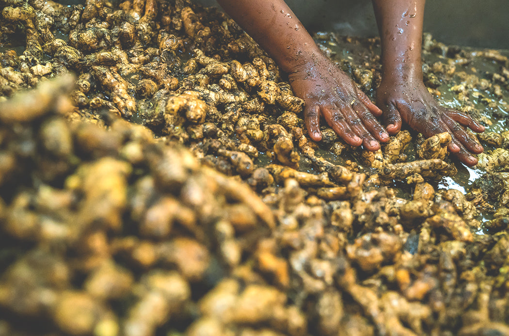Gyömbér feldolgozása