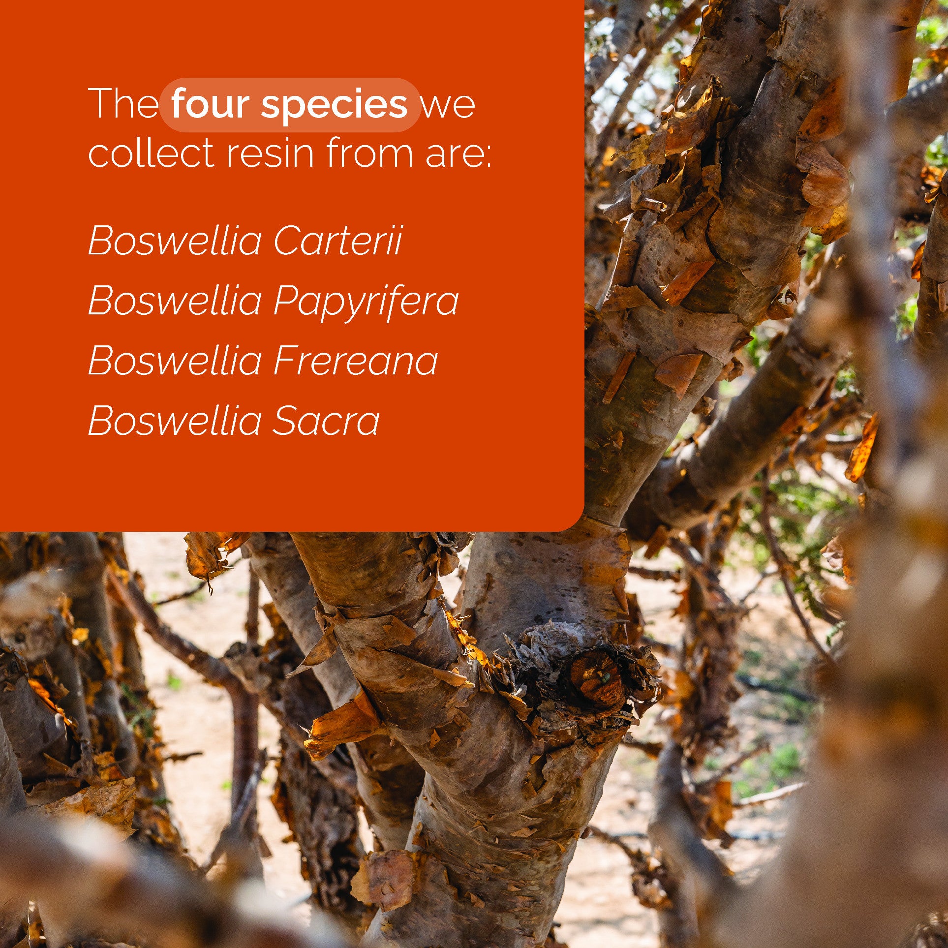 Doterra Tömjén illóolaj frankincense 15ml