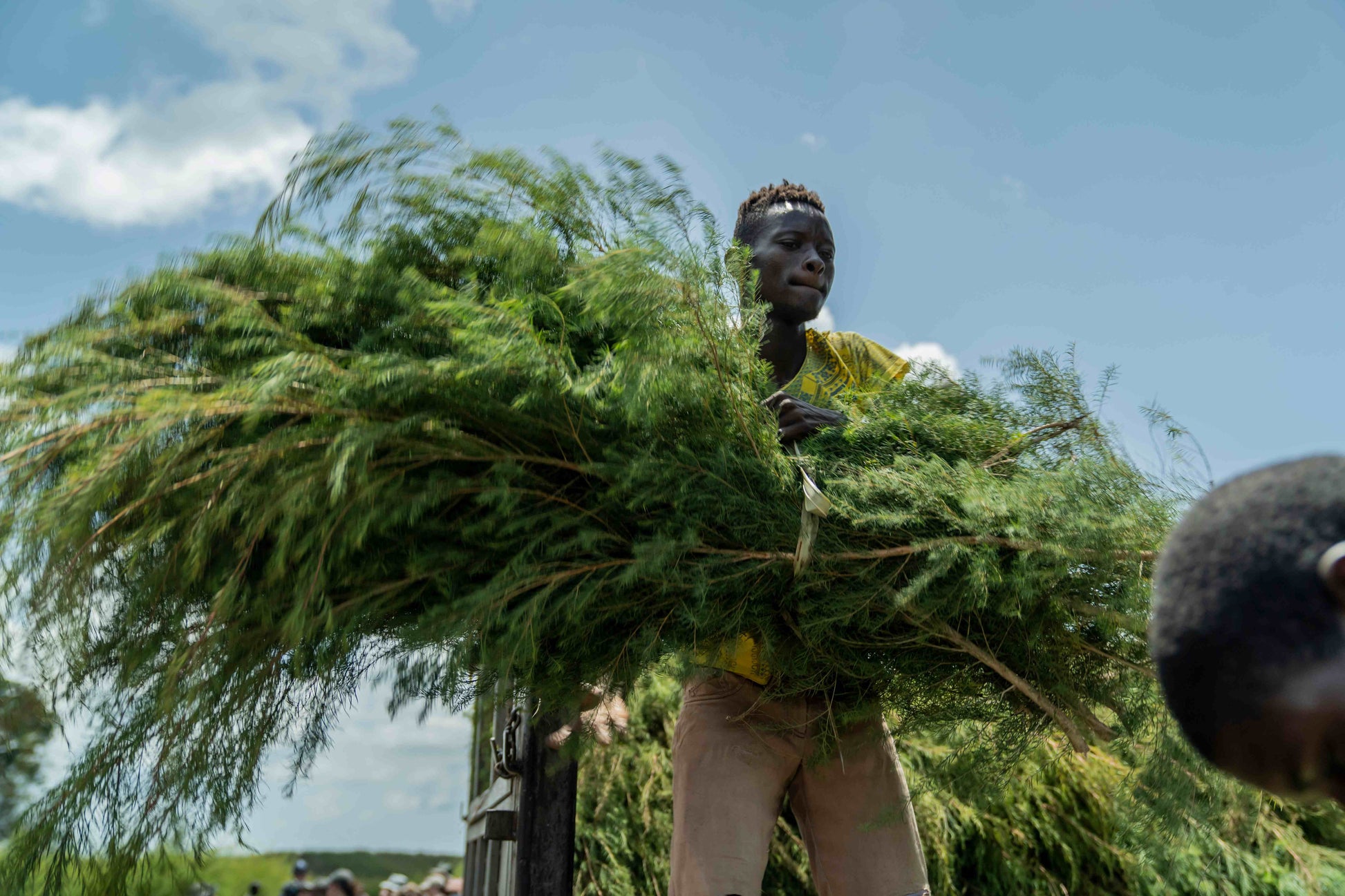 Doterra Teafa (Tea tree) illóolaj 15 ml