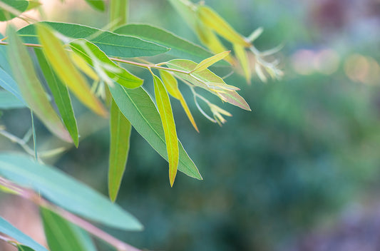 Eukaliptusz - eucalyptus